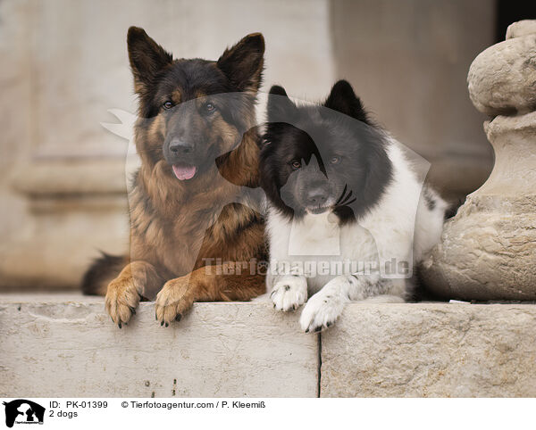 2 dogs / PK-01399