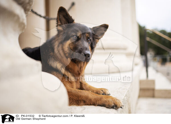 Old German Shepherd / PK-01532