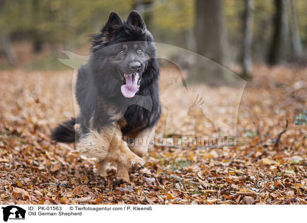 Old German Shepherd / PK-01563