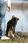 Old German Shepherd Puppy