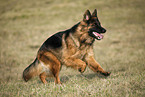 running Old German Shepherd