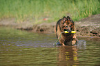 playing Old German Shepherd