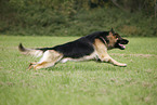 Old German Shepherd