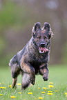 running Old German Shepherd