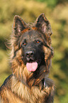 Old German Shepherd Portrait