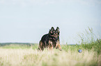 playing Old German Shepherd