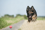 playing Old German Shepherd