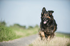 running Old German Shepherd