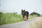 running Old German Shepherd