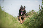 running Old German Shepherd