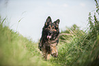 running Old German Shepherd