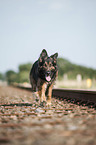 walking Old German Shepherd