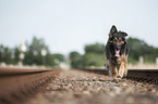 running Old German Shepherd