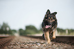 walking Old German Shepherd