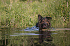 swimming Old German Shepherd