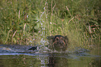 swimming Old German Shepherd