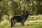 Old German Shepherd