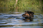 swimming Old German Shepherd