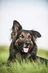 Old German Shepherd