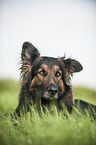 lying Old German Shepherd