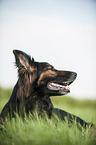 lying Old German Shepherd