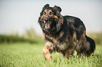 running Old German Shepherd