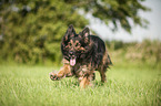 running Old German Shepherd