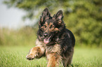 running Old German Shepherd