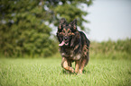 running Old German Shepherd