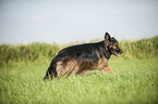 Old German Shepherd