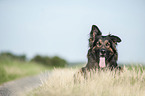 lying Old German Shepherd