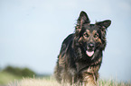 Old German Shepherd