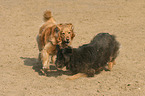 2 dogs