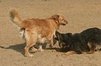 2 dogs