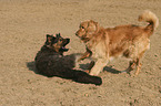 2 dogs