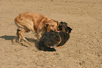 2 dogs