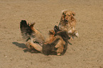 2 dogs