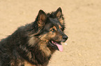 Old German Shepherd Portrait