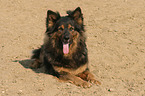 lying Old German Shepherd