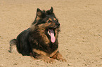 lying Old German Shepherd