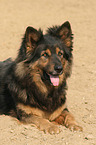 lying Old German Shepherd