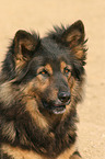 Old German Shepherd Portrait