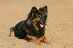 lying Old German Shepherd