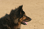 Old German Shepherd Portrait