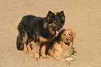 2 dogs