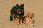 2 dogs