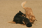 2 dogs