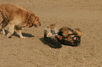 2 dogs
