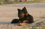 lying Old German Shepherd