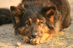 lying Old German Shepherd